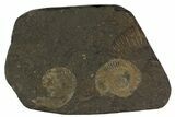 Dactylioceras Ammonite Plate - Posidonia Shale, Germany #79315-1
